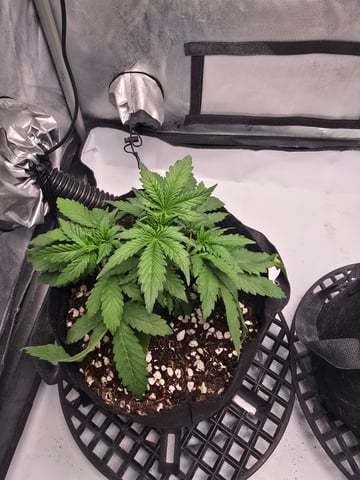 Dream beans burnt garlic — vegetative, day 22