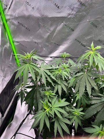 First Ever Grow GT — flower, day 77