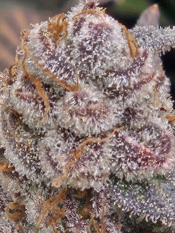 First Grow — flower, day 125