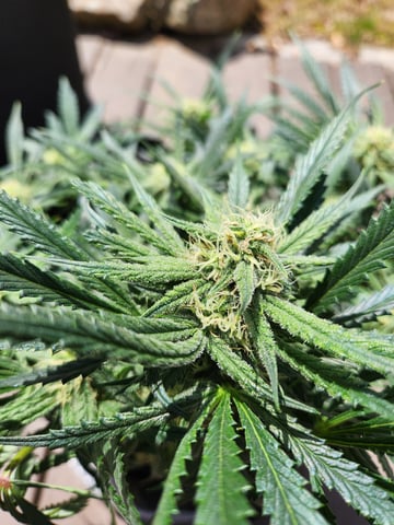 Autoflower grow. my first grow  — flower, day 52