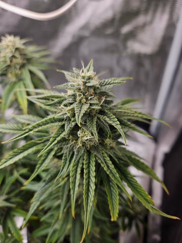 3 bears auto flower  — flower, day 64