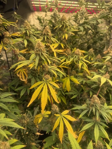Start over! — flower, day 101