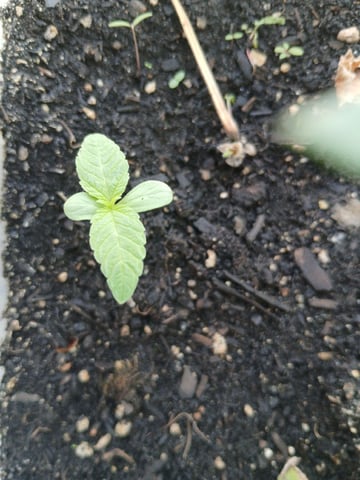 Vegetative 