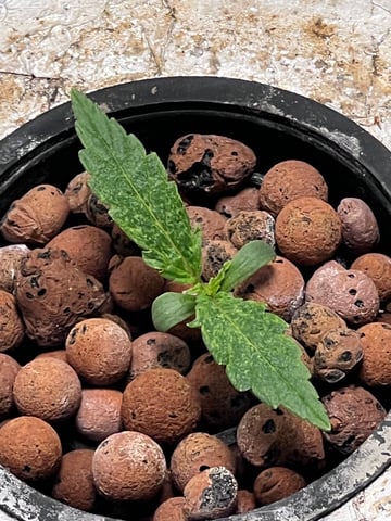 The First One — seedling_rooting, day 11