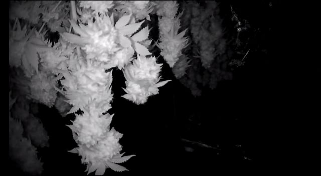 lil blue — harvest, day 124