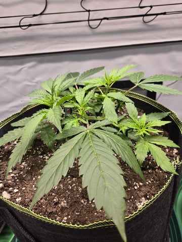 GDP auto 3X5 tent — vegetative, day 32