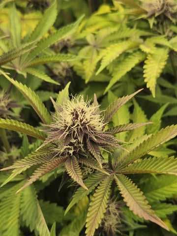 Relentless Genetics Trop Cherry S1 — flower, day 53