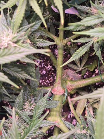 1st Auto Grow (LSD + BrB) - 1st indoor Grow — flower, day 56