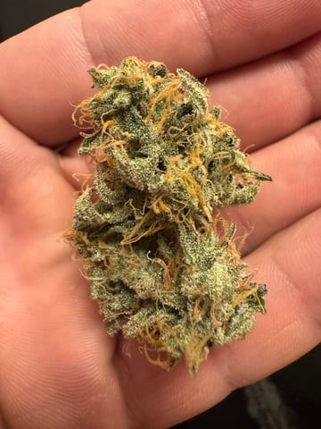 wedding cake auto FIRST GROW! — harvest, day 83