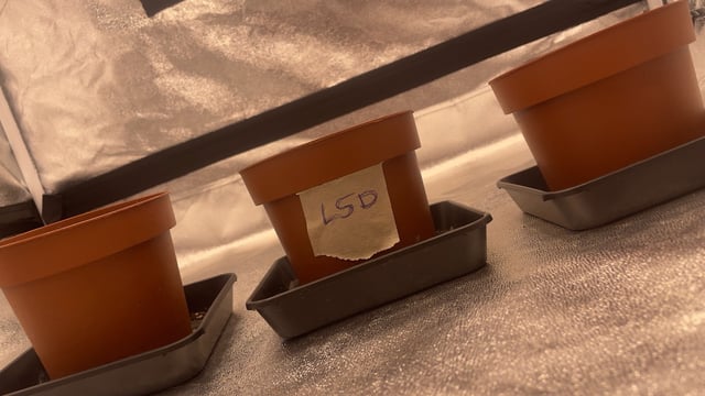 ❄️💚❄️WinterGrow❄️💚❄️ — seedling_rooting, day 1