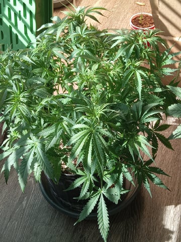 Blueberry critical kush x purple peyote wifi  and one L.a kush cake . — flower, day 35