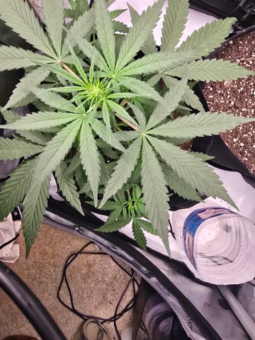 Pull my finger and Mowie Wowie — grow_setup, day 58
