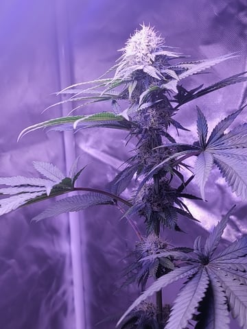 unknown strain 1st grow — flower, day 77