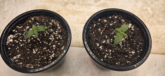 SGC & GWS — seedling_rooting, day 9