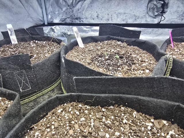 Autos AGAIN — germination, day 8