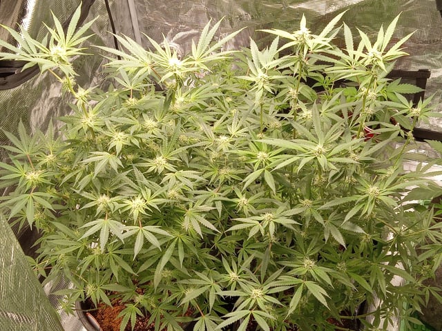 critical purple kush x peyote wifi  in the auto pot system tray 2 grow with added microhazian to the coco coir  — flower, day 83