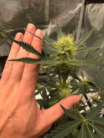 Grow Number 2 — flower, day 40