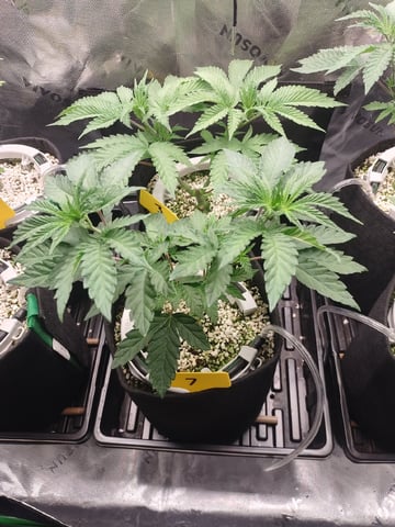 Mainely Genetics Micro Pheno Hunt — vegetative, day 33