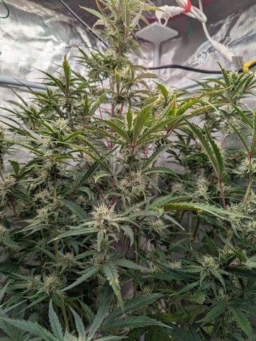 Control Plant — flower, day 82