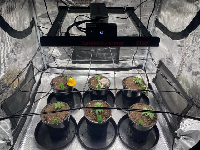 Solfire Gardens Grow — vegetative, day 26