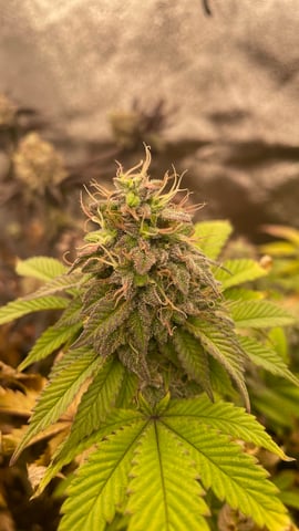 ❄️💚❄️WinterGrow❄️💚❄️ — done, day 118