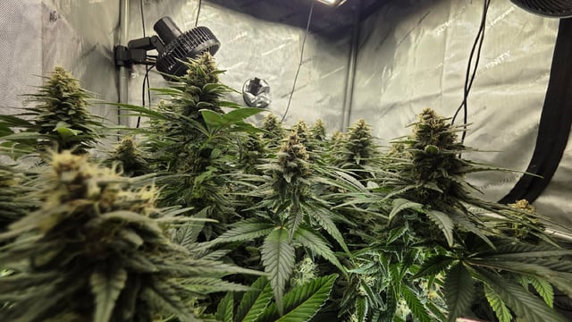 Original 1990 genetics  — flower, day 107