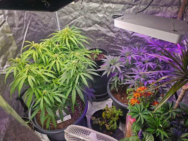 Cheshablue  — flower, day 24