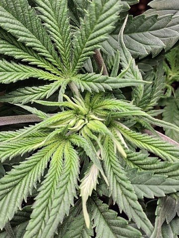 fruity pebbles, cap junky — flower, day 55