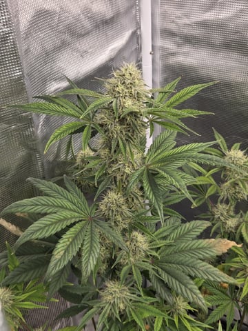 Autoflower NIGHT OWL — flower, day 12