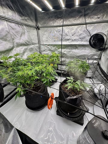 Gas Man #1 — vegetative, day 59