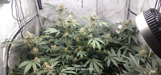 Another Custom Creation — flower, day 128