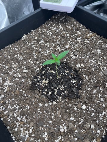 tropicana cookie purple  — seedling_rooting, day 5