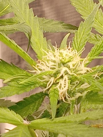 critical purple kush x peyote wifi  in the auto pot system tray 2 grow with added microhazian to the coco coir  — flower, day 79