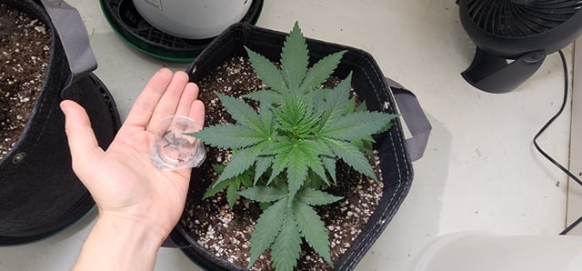 Orange cream pop and sour strawberry — vegetative, day 27