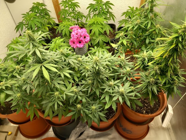 Critical Feminisiert Ganjafarmer  — vegetative, day 46