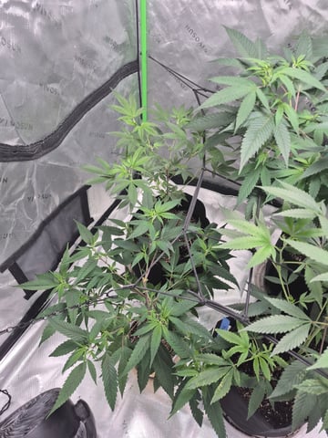 New Strain  — vegetative, day 23