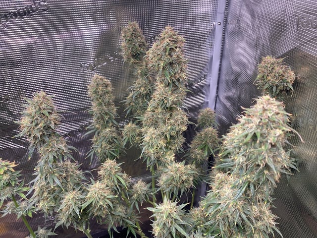 Auto Run #1 2025-2026 — flower, day 96