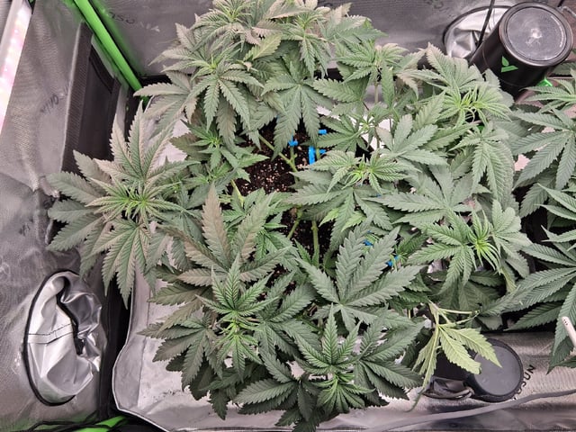 fruity pebbles, cap junky — vegetative, day 55