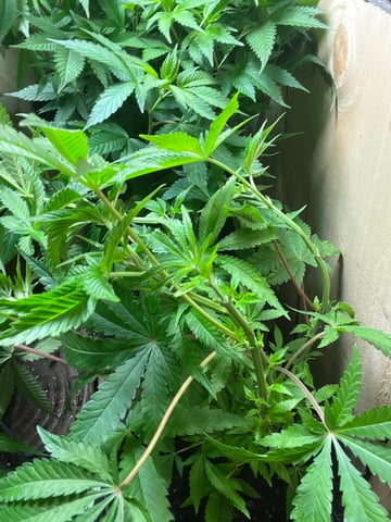 Cherry Pie  — vegetative, day 33