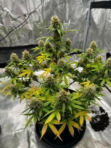 First Grow — flower, day 75