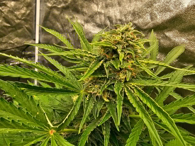 bubblegum  — flower, day 23