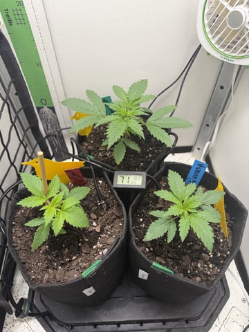 Midsummer Outdoor — vegetative, day 13