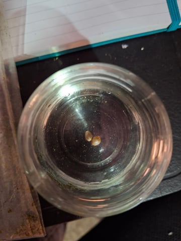 Queen B  — germination, day 1