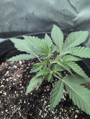 memphisto 3 bears OG, ethos high note r1 — vegetative, day 22