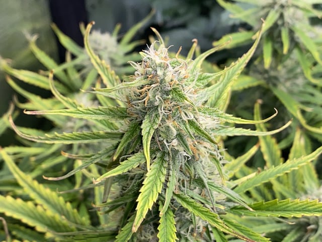 Auto Run #1 2025-2026 — flower, day 79