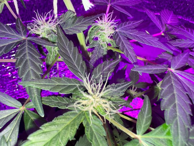 Quick One — flower, day 7