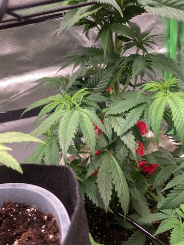 1 — vegetative, day 8