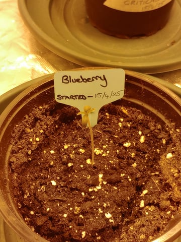 mr — seedling_rooting, day 5