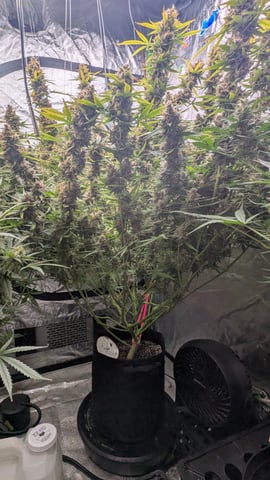 Strawberry Cheesecake Seedsman Seeds Autoflowers x2 — flower, day 93