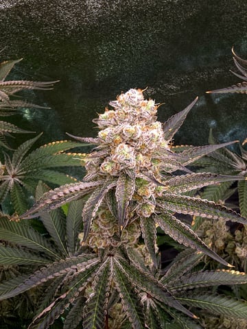 Hydroponic Photos